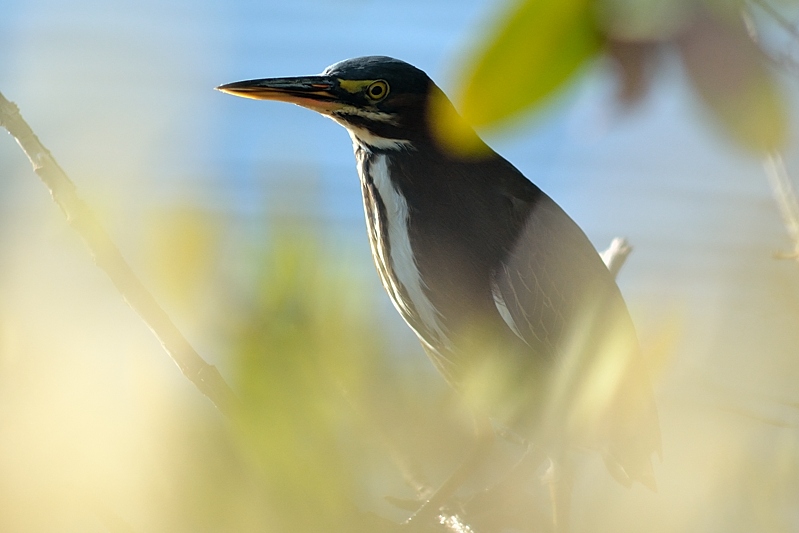 Groene Reiger